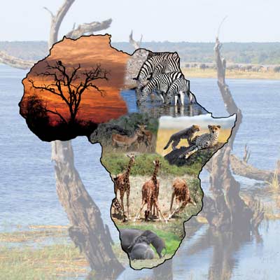 African Wildlife Puzzle Alan Morgan